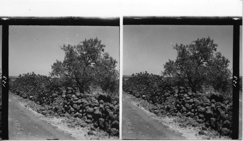 BLEAKNESS OF SCENERY OF DJEBEL DRUZE REGION, SYRIA BLACK BASALT STONE WALLS