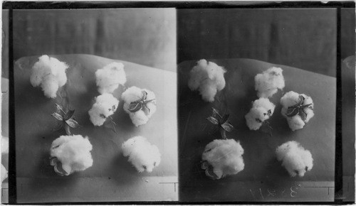 Cotton Bolls, Pacific Mills, Lawrence, Mass