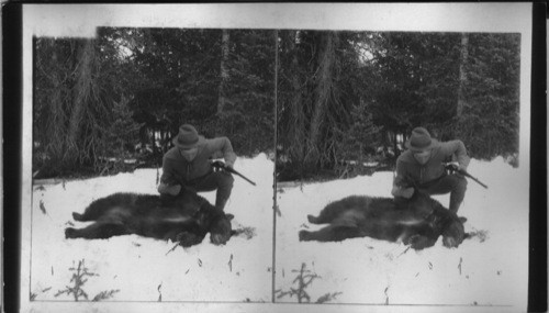 One good shot did the work, bear hunting in Wyoming, U.S.A. [Frank Pratt, Ottawa, KS. Boardman Party, 1901 1/18/85 JBM]