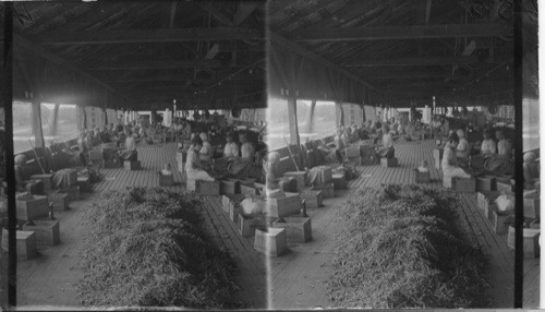 Snipping beans before canning Lakeside canning factory, No. 45, Wellington, Ont