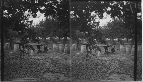 Picking and Packing in Barrels at Carpenter Bros. Fruit Farm, Ont