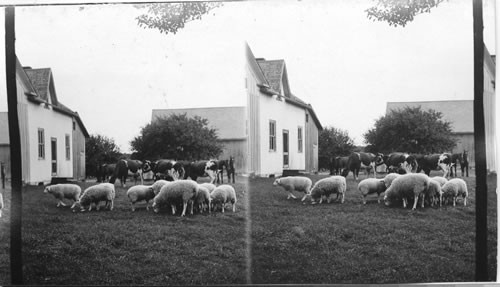 Sheep raising on an Ontario farm, Canada