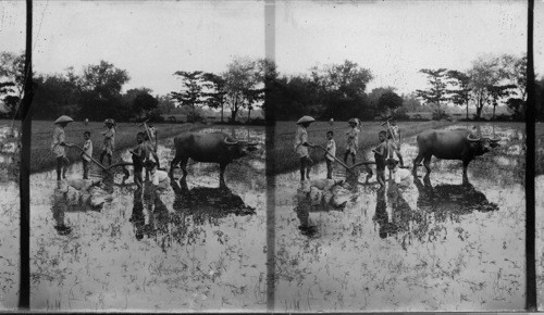 Plowing Rice Fields In Luzon, Philippines