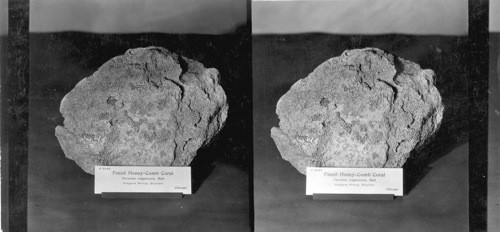 Fossil Honeycomb Coral P5049 - Favosites Niagarensis Hall - Niagara Group. Siberian, Chicago. Field Museum, Chicago, Ill