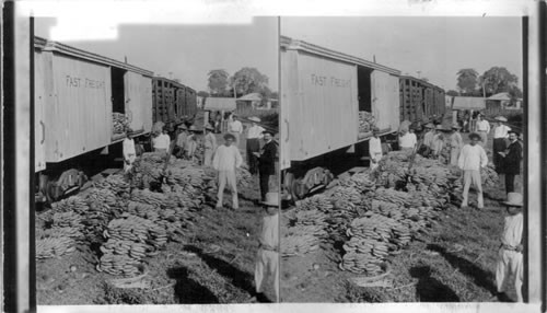 Loading bananas at Costa Rica, Central America