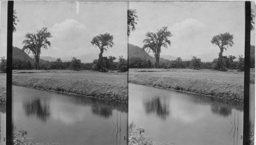 Intervale Vista of Mt. Washington, N. H