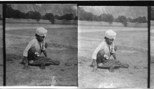 A Native with turtle. India