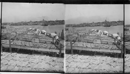 Drying Codfish in the Sun. Harbor and Town in Distance, Gloucester, Mass