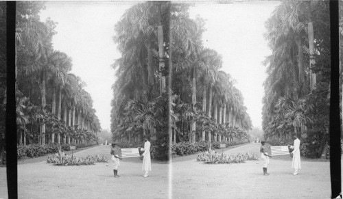 Areodpia Avenue with U.S. Flag, Calcutta, India