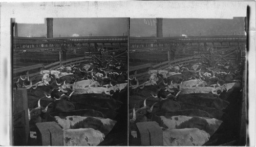 Miscellaneous. [Stockyard, Cattle]