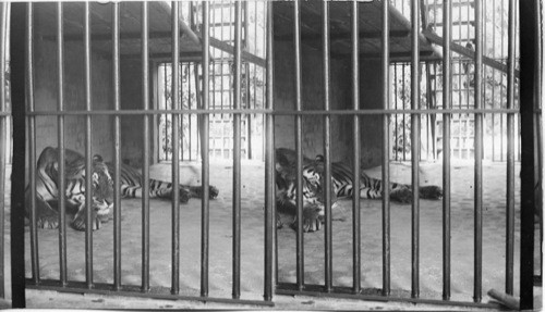 “Man-eater,” devoured 200 people before he was captured. “Stripes” in his cage. Zoo. Calcutta - India