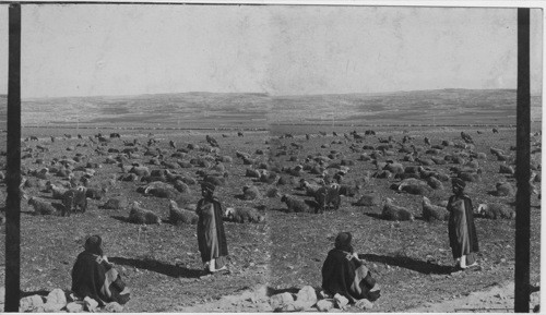 Staging on the Plains of Sharon, Palestine