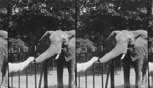 Feeding Elephant in National Zoological Park in Rock Creek Park, Wash., D.C