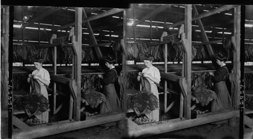 Stringing tobacco leaves to be hung in drying shed, Conn. Stringing the leaves ready of drying sheds. Granby, Conn