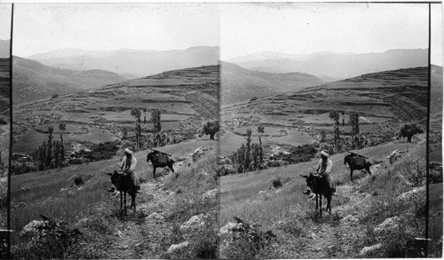 A Land of Milk and Honey in old Mt. Lebanon. Syria