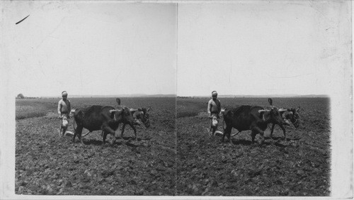 Plowing with ox and Donkey on the plains of Sharon, Palestine