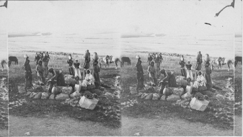 Ahab’s well, Jezreel and Plain of Esdraelon Palestine