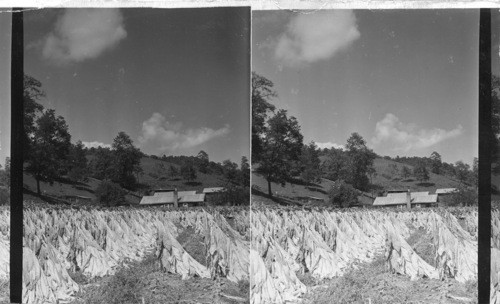 Tobacco stacked for drying on a farm in the Iron Duff community of Waynesville, N.C