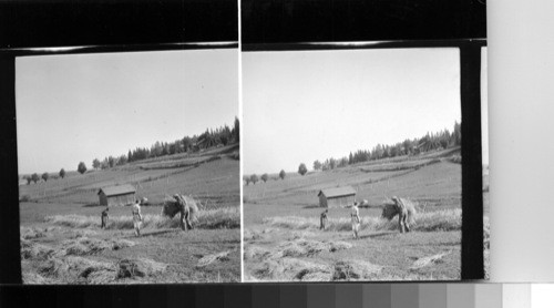 Sweden - Harvesting in Norrland in northern Sweden