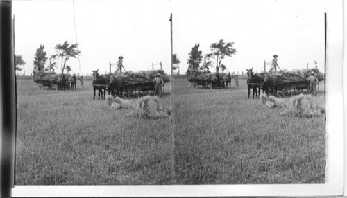 Drawing in the last of the oats harvest - on a farm in Western Ontario. Canada