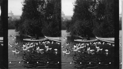 Merry ducks at the World's Fair, Chicago