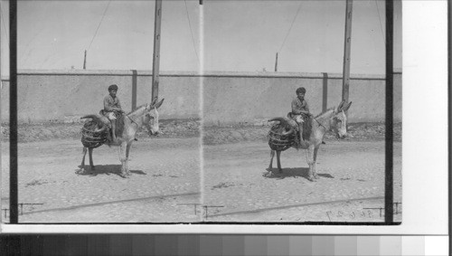 Boy on donkey returning from slaughterhouse with skull of steer carried in a crude pack basket - in Cordoba. Argentina