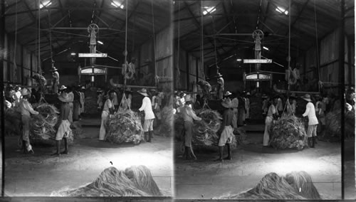 Manila Hemp Industry - Pressing Into Bales, Hydraulic Press. Philippines