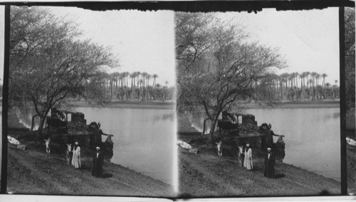 Palm Grove at Memphis, Egypt