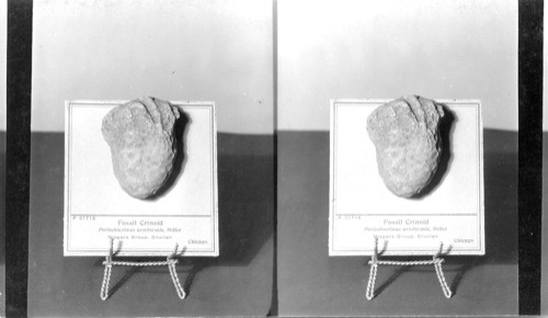 A - Fossil Crinoid - Peruchocrinus Urniformis, Miller Niagara Group, Silurian, Chicago Field Museum, Chicago, Ill