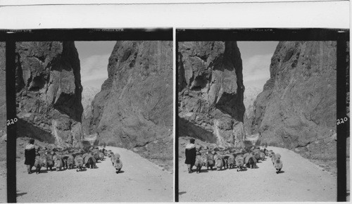 220 See No. 211 Herd of goats being driven through the Shumbol Gorge, near Shybar Pass in the Hindukush Range, Afghanistan. The road is the “Great North Road” which leads from Kabul over the mountains (toward the North) to Pulychumry, the industrial district of Afghanistan. Most of them look like sheep, fat tails