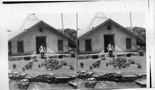 Wild monkeys fed by fakir attendant of Monkey-god Temple. Jacho Jogee and his neighbors, Simla, India