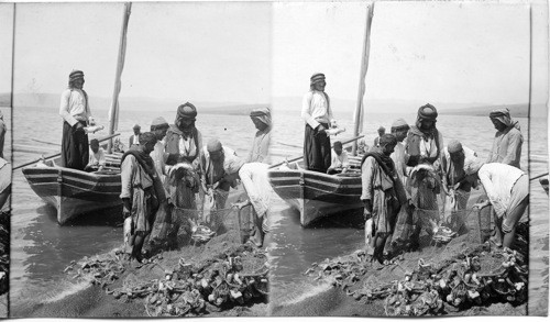 Followers of Peter’s old trade emptying nets on shore of Galilee. (S. W.) Palestine