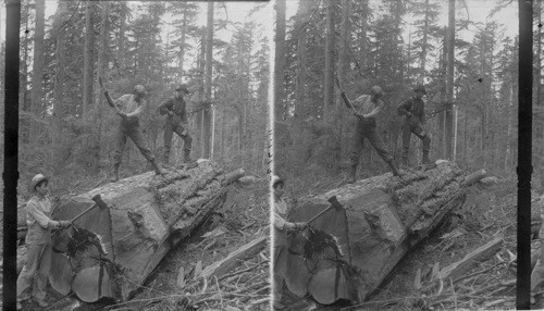 Big Trees. Washington