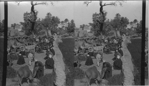 Camel market, Assiut, Egypt