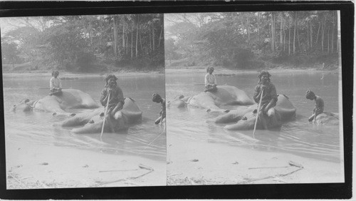 Elephant in Water, Burma