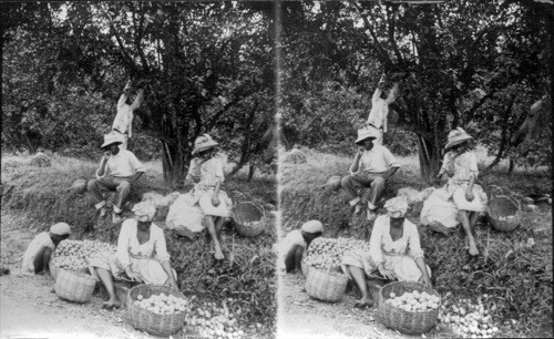 "Rining Limes" - Extracting oil from the skin of the fruit. Dominica. W.I