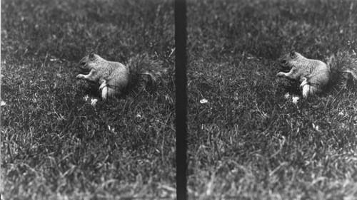 Wash. D.C. Squirrel in Park