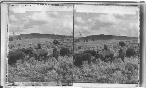 Wild Buffaloes one of America's "First Families," at home on a sunny slope. Yellowstone National Park. Wyoming