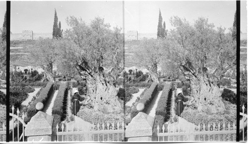 Garden of Gathsemane Near Jerusalem, Palestine