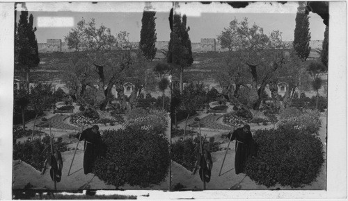 Ancient Olive Trees, Garden of Gethsemane, Palestine, Asia