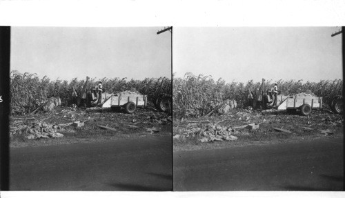 A modern machine set up on a 400 acres farm, which husks, shells the ears of corn, and then sacks it for shipment, Swanquarter, N.C., 1952