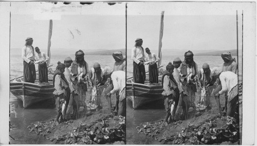 Followers of Peter’s old trade emptying nets on shore of Sea of Galilee (S. W.). Palestine