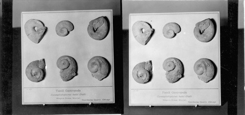 Fossil Gastropods #727P. Euomphalopterus Hall Niagara Group Siberian, Chicago, Hawthorne Quarry. Field Museum. Chicago, Ill