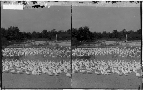 Thousands of ducks for the market - At Vineland, N.J. duck farm. N.J