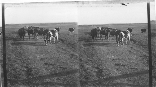 Cattle grazing in meadow-land, Cornwallis Valley, Canard, N.S