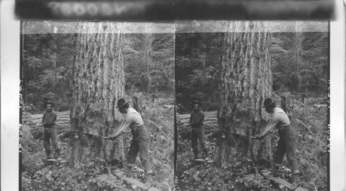 The first cut - feeling a big Oregon pine. Cascade Mts