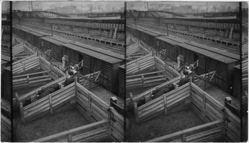 Unloading Cattle from R.R. cars on platforms into "Shute Pens" [chute pens] - Union Stock Yard & Transit Co., Chicago, Ill