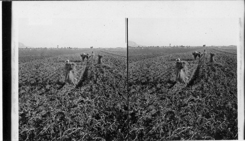 Ploughing in a great field ready for irrigation in the rich levels at Miraflores. Peru