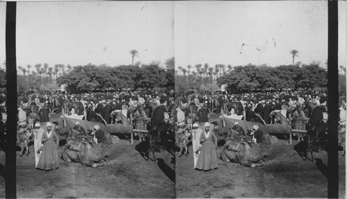 Donkey, Buffalo and Camel market. Gizeh. Egypt