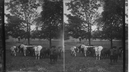 Beef Cattle in the Making, Agricultural College, Ont